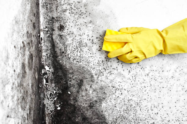 Best Crawl Space Mold Remediation  in Marietta, OK