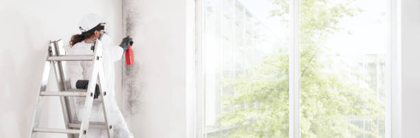 Best Basement Mold Removal  in Marietta, OK